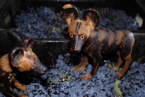 wild dogs stomping grapes